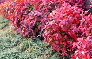 オタフクナンテン_midorigift_jp