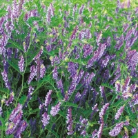 タキイ＿ヘアリーベッチ