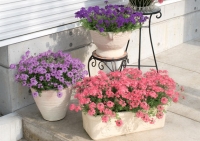 タピアン＿サントリーフラワーズ