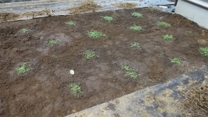 2021年8月20日　第一陣定植　クラピア