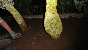 シルバープリペット、ネットに包まれてました