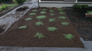 2021年9月4日撮影クラピア